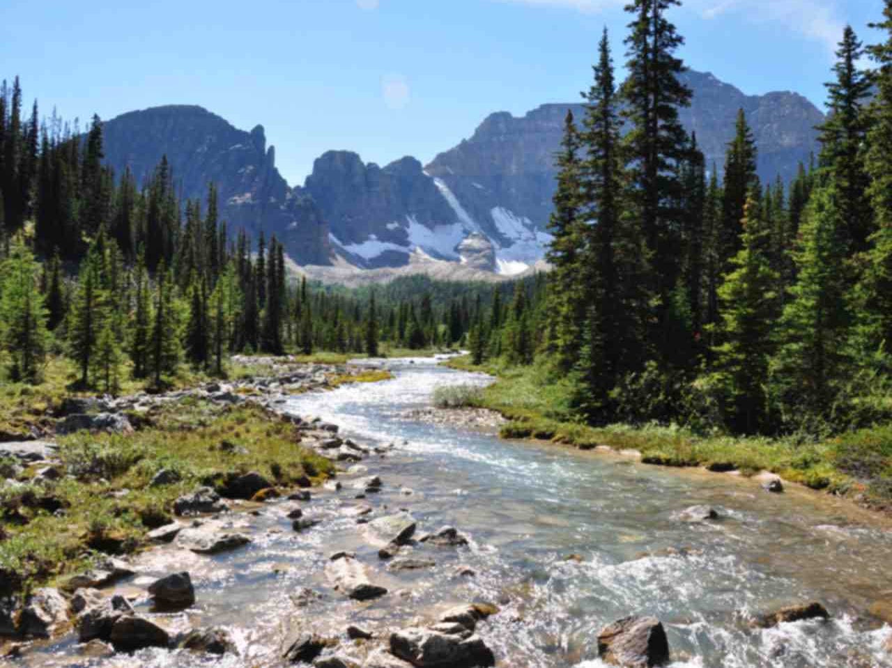 River in the woods