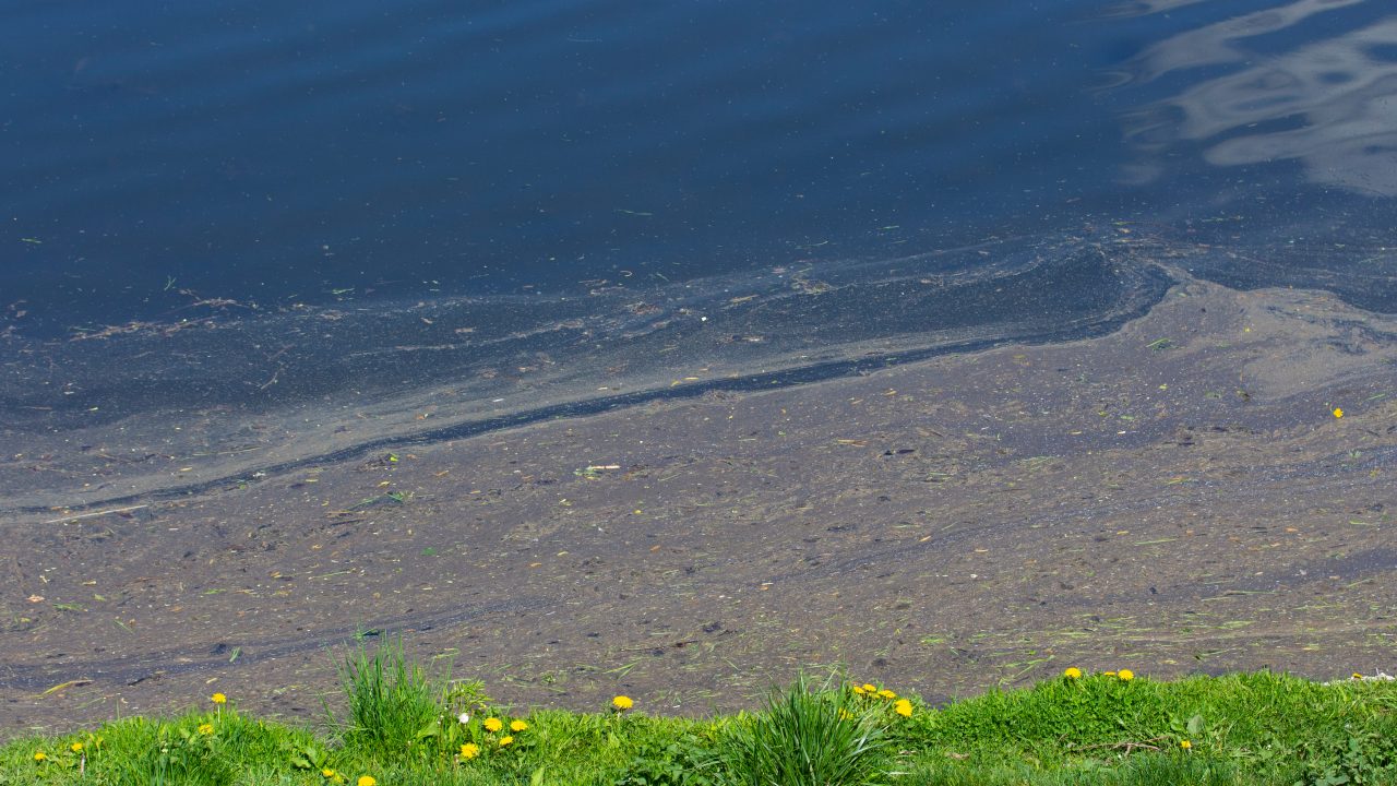 Water pollution, environmental problems. Thick oily mud floats near the shore of a pond lake. Fuel oil and waste oil fall into the pond with water